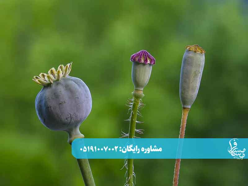 عوارض ترک ناگهانی تریاک چیست؟ 1 عوارض ترک تریاک به یکباره