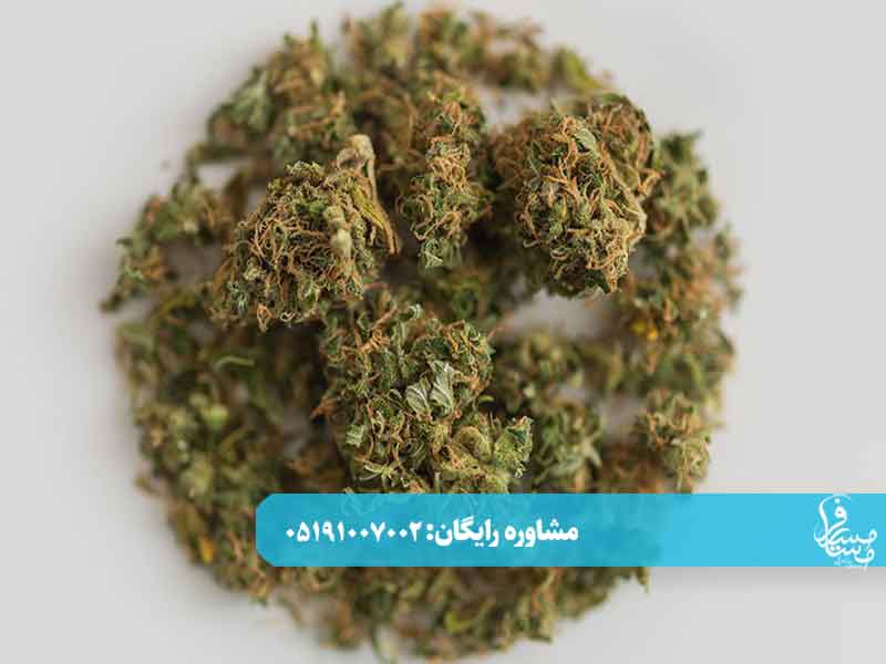 ترک گل در منزل چند روز طول میکشد؟ 2 ترک گل در منزل چند روز طول میکشد؟