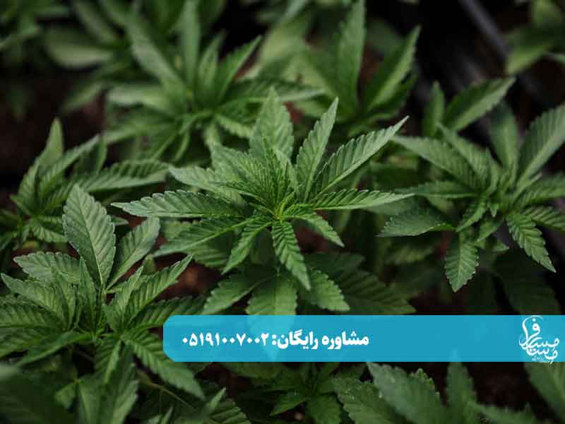 بعد از کشیدن گل چه اتفاقی می افتد؟ 2 بعد از کشیدن گل چه اتفاقی می افتد؟
