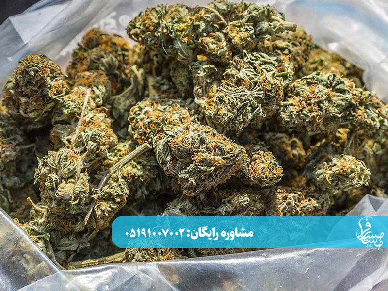 marijuanas2 مسیر مسافر مسیر مسافر