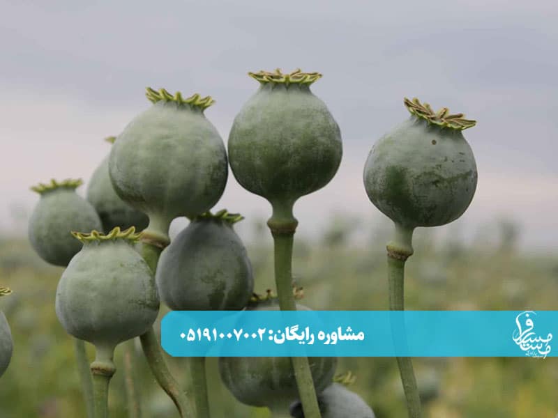 روز بیستم ترک تریاک