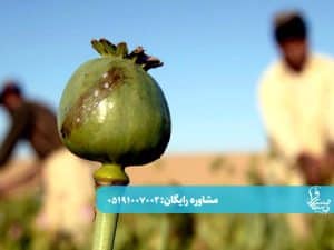 مصرف متادون بهتر است یا تریاک؟