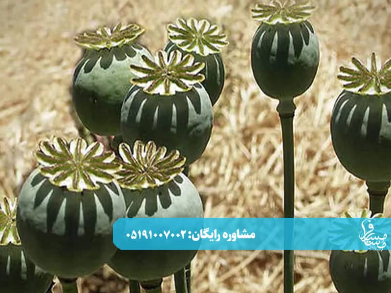 عوارض مصرف همزمان متادون و تریاک