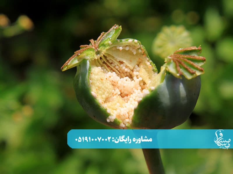 ترک اعتیاد تریاک در بارداری
