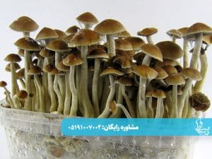 مجیک ماشروم چیست؟ راهنمای کامل برای آشنایی با قارچ جادویی