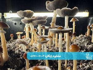 مجیک ماشروم چیست؟ راهنمای کامل برای آشنایی با قارچ جادویی