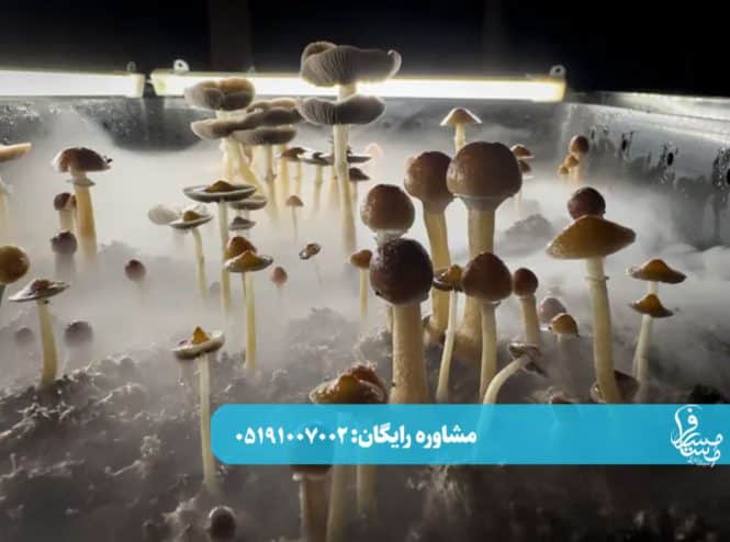 ماشروم1