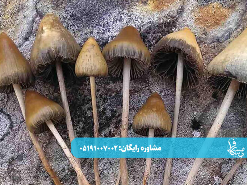 میکرودوزینگ مجیک ماشروم و تأثیرات آن