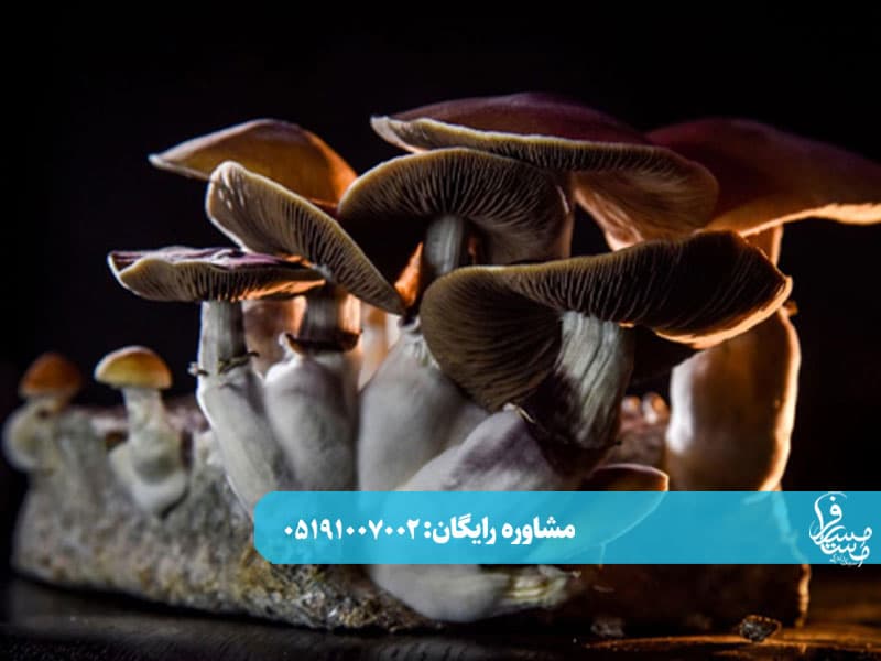میکرودوزینگ مجیک ماشروم و تأثیرات آن