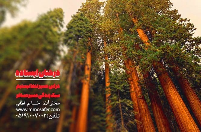 درختان-ایستاده